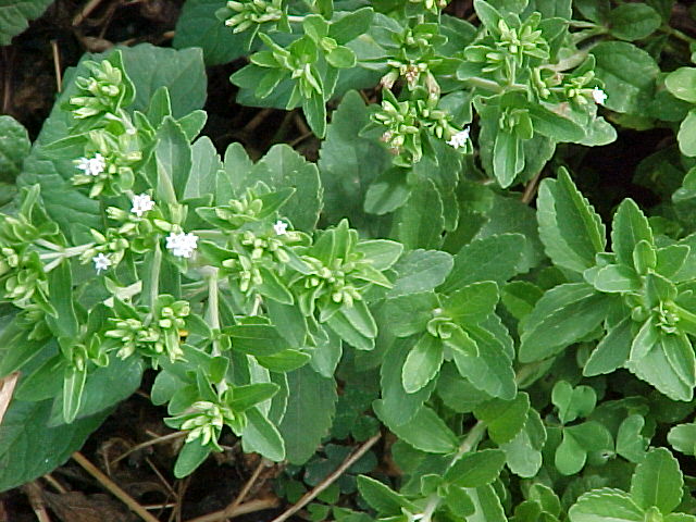 stevia_rebaudiana.jpg