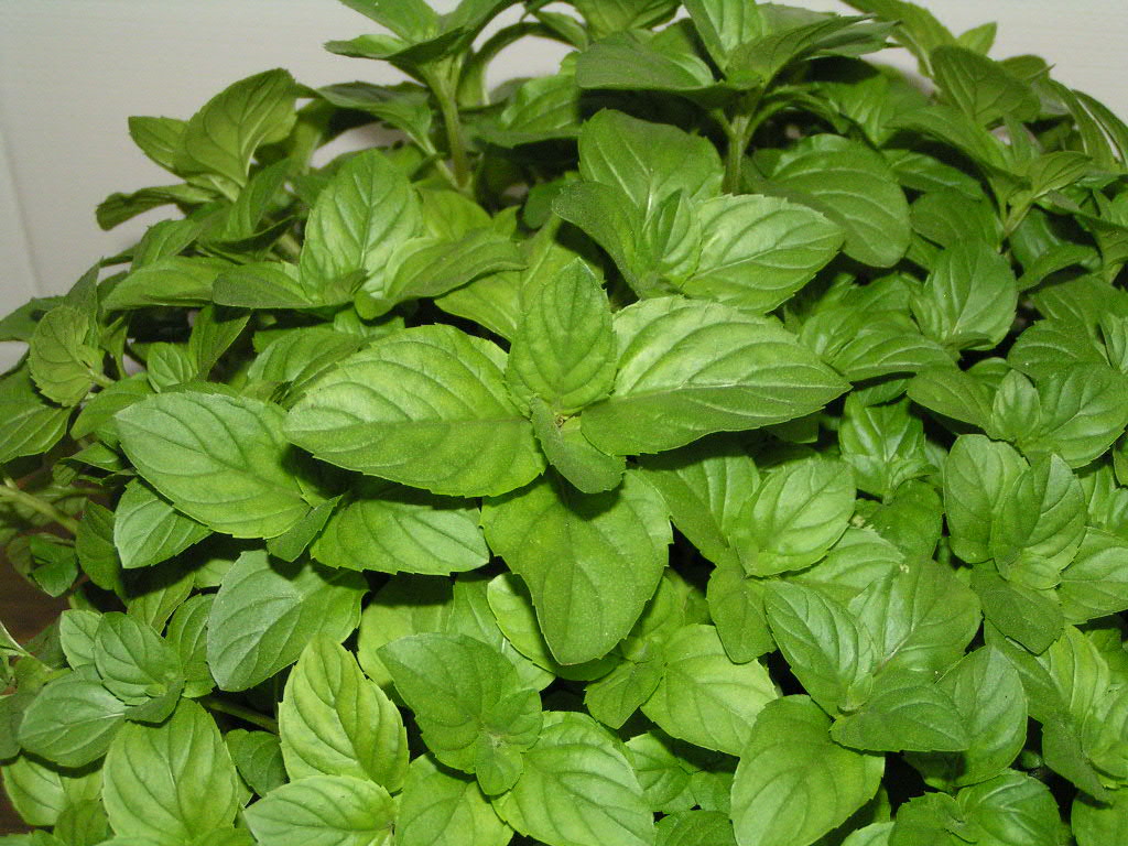 menta.jpg
