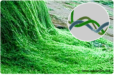 spirulina.jpg