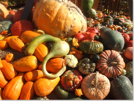 zucca.jpg